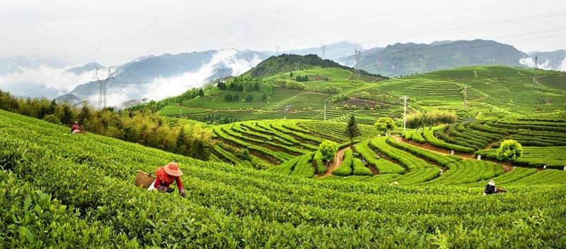 有关于乡村振兴茶飘香 宁德蕉城春茶迎来“开春第一采”的新闻