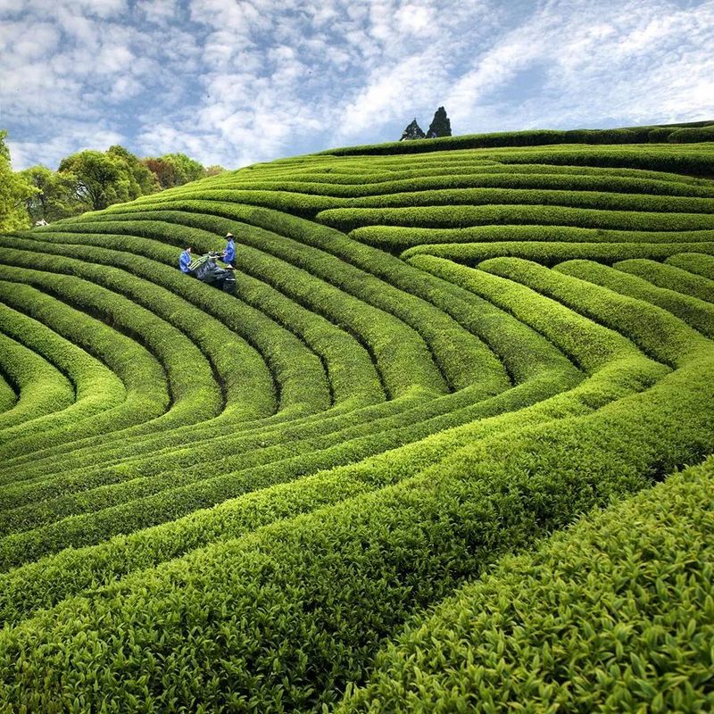 有关于乡村振兴茶飘香 宁德蕉城春茶迎来“开春第一采”的新闻(2)