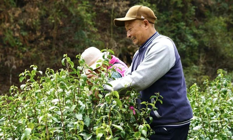 有关于早春第一“鲜”！春茶“乌牛早”开园采摘的最新消息