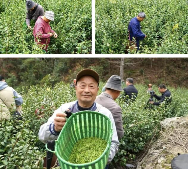 有关于早春第一“鲜”！春茶“乌牛早”开园采摘的最新消息(1)