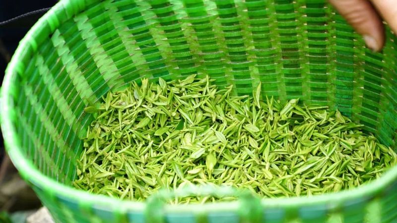 有关于早春第一“鲜”！春茶“乌牛早”开园采摘的最新消息(2)