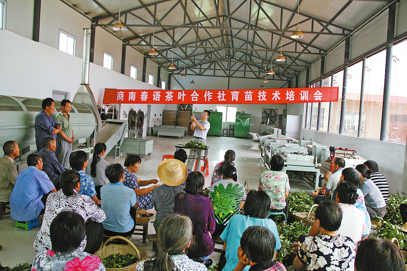 关于商南县科技赋能茶产业转型的最新消息