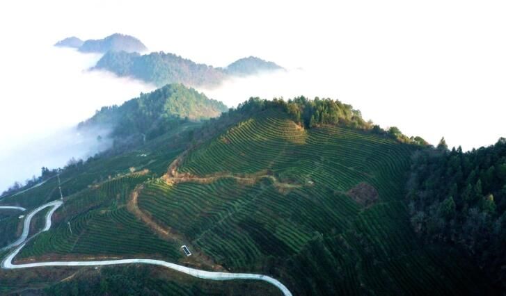 有关于余庆春茶开采，3亿元订单出口欧洲！的资讯