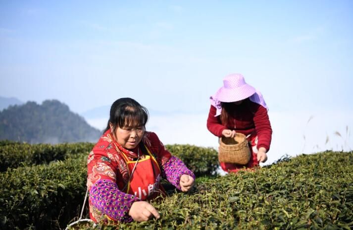 有关于余庆春茶开采，3亿元订单出口欧洲！的资讯(1)