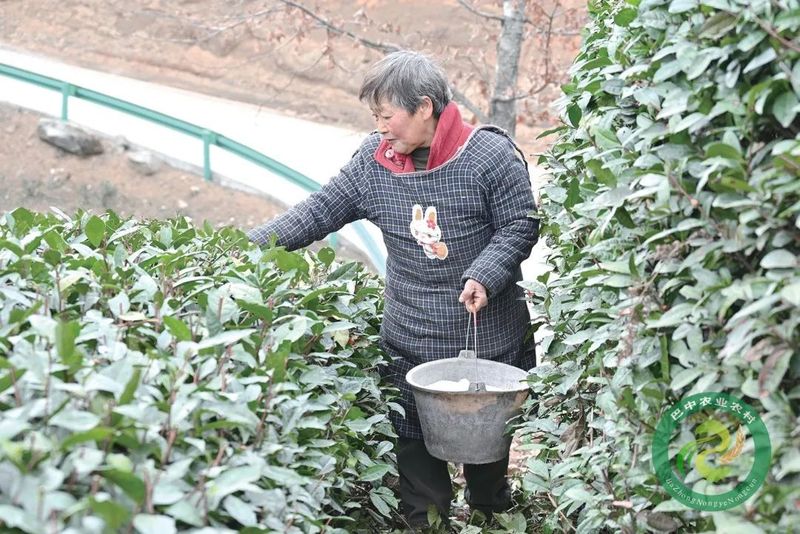 关于南江县下两镇:人勤春早 茶园管护忙的新闻(1)