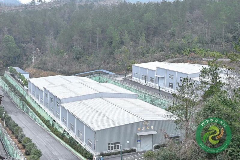 关于南江县下两镇:人勤春早 茶园管护忙的新闻(2)