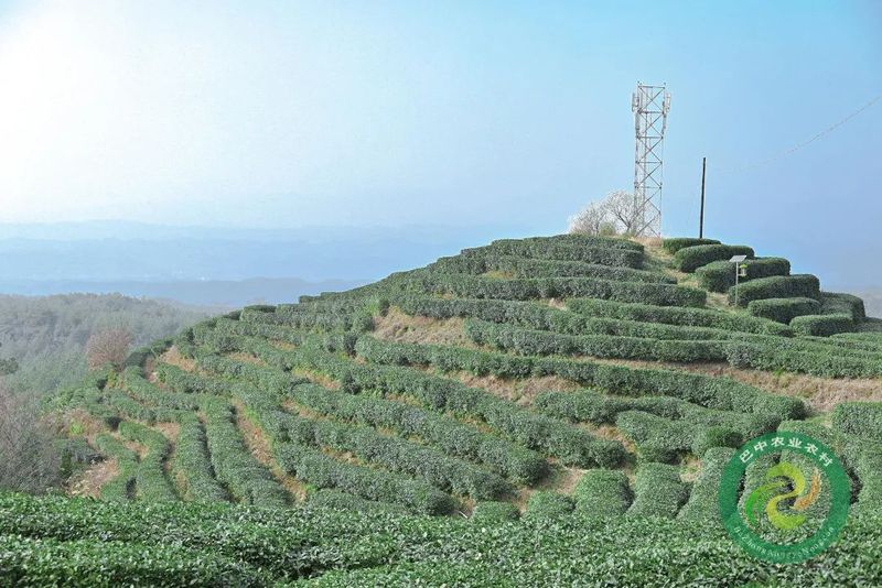 关于南江县下两镇:人勤春早 茶园管护忙的新闻