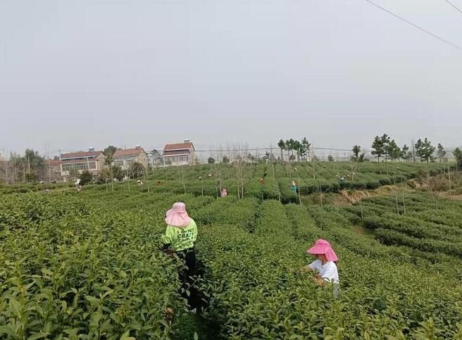 有关于抢占“明前茶”商机，汉产首批绿茶即将开始采摘的消息