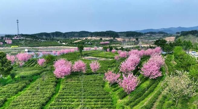 有关于抢占“明前茶”商机，汉产首批绿茶即将开始采摘的消息(1)