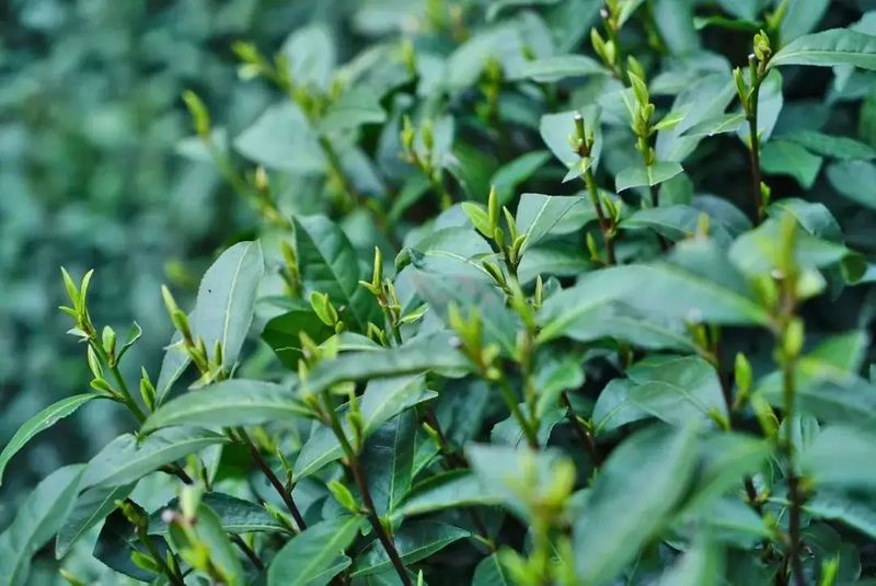 有关于新茶每年几月份上市的信息(1)