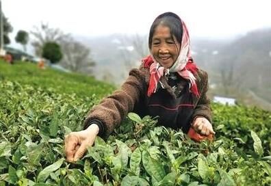 关于坡脚村 不负好春光 茶农采茶忙的相关内容