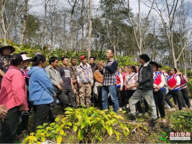 有关于贡山：开展茶叶种植培训 助力群众增收的新闻
