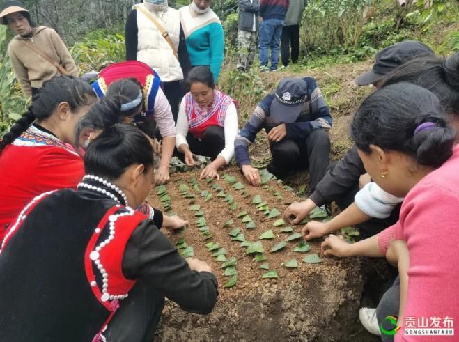 有关于贡山：开展茶叶种植培训 助力群众增收的新闻(1)