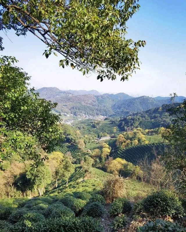 有关于​2023西湖龙井之声① 檫树花开，叫醒茶山春色的相关内容(5)