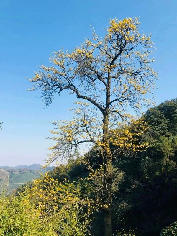 有关于​2023西湖龙井之声① 檫树花开，叫醒茶山春色的相关内容(3)