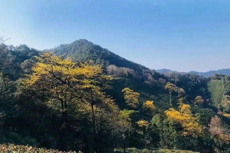 有关于​2023西湖龙井之声① 檫树花开，叫醒茶山春色的相关内容(2)