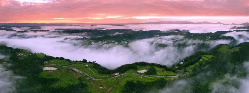 有关于千里携手开新局 旺苍米仓山茶叶走进浙江杭州的资讯(7)