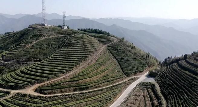 关于双牌云台山：春茶吐新芽 茶农采茶忙的最新消息