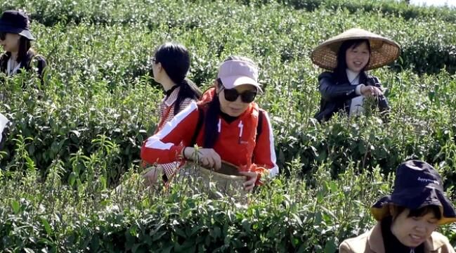 关于双牌云台山：春茶吐新芽 茶农采茶忙的最新消息(6)