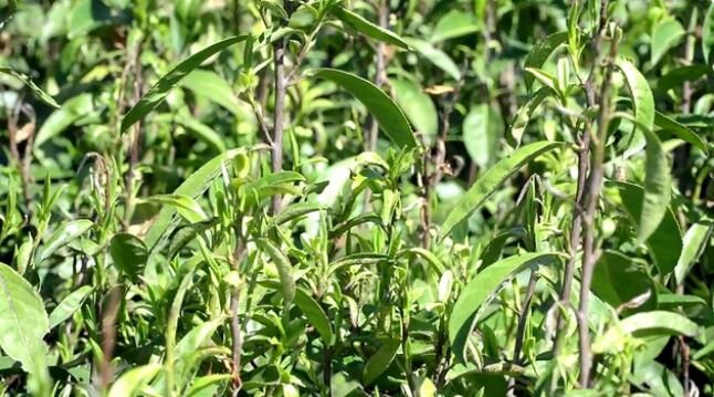 关于双牌云台山：春茶吐新芽 茶农采茶忙的最新消息(1)