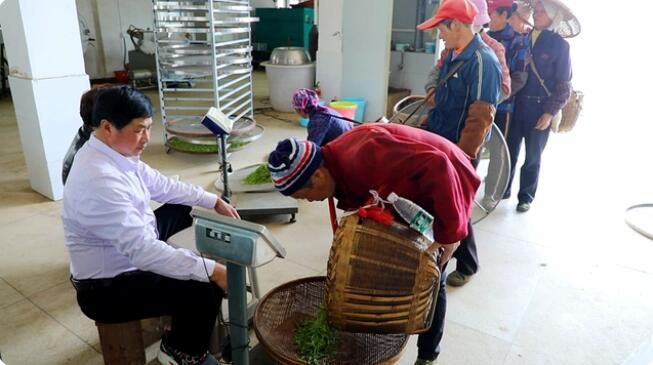 关于双牌云台山：春茶吐新芽 茶农采茶忙的最新消息(4)