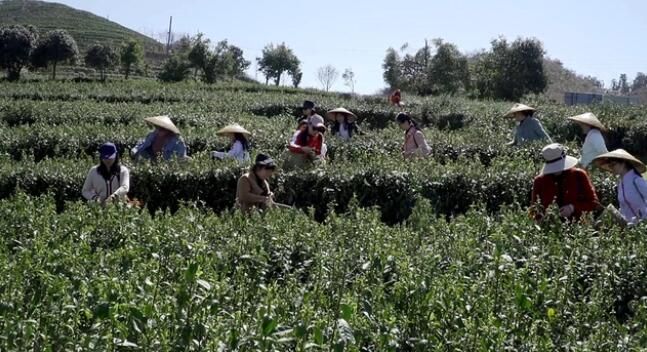 关于双牌云台山：春茶吐新芽 茶农采茶忙的最新消息(2)