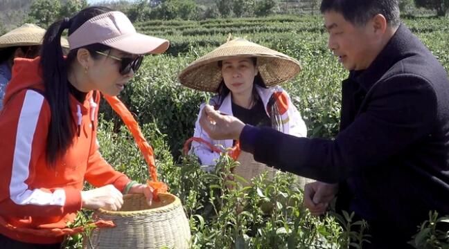关于双牌云台山：春茶吐新芽 茶农采茶忙的最新消息(3)