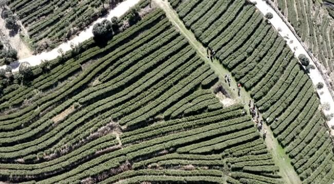 关于双牌云台山：春茶吐新芽 茶农采茶忙的最新消息(5)