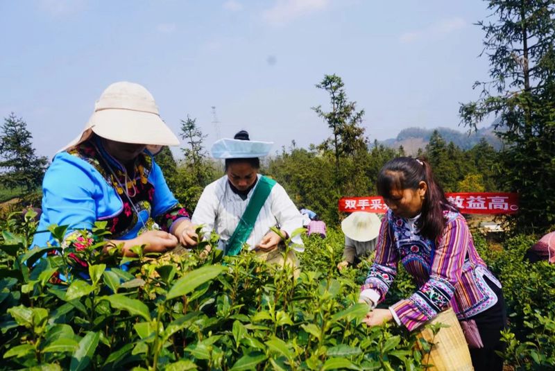 关于2023年贵州茶产业技能培训（贞丰站）举办的信息(10)