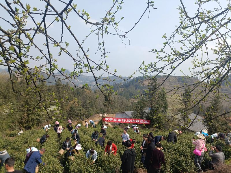 关于2023年贵州茶产业技能培训（贞丰站）举办的信息(8)