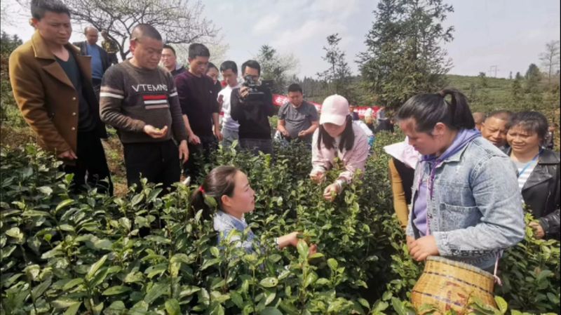 关于2023年贵州茶产业技能培训（贞丰站）举办的信息(13)