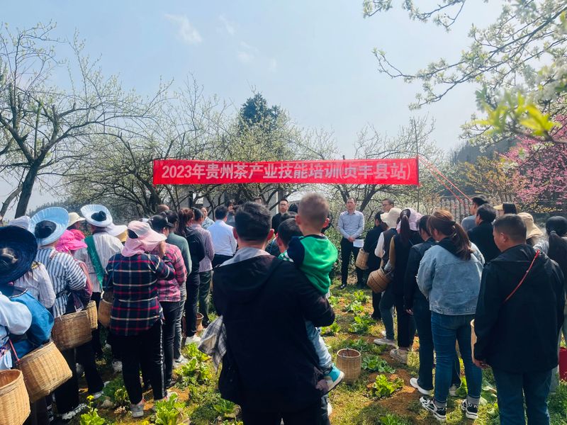 关于2023年贵州茶产业技能培训（贞丰站）举办的信息(5)