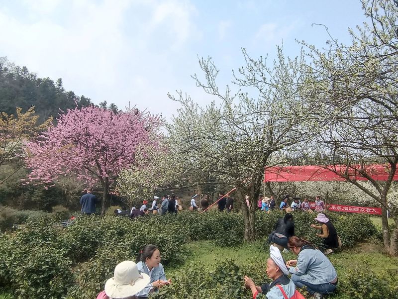 关于2023年贵州茶产业技能培训（贞丰站）举办的信息(12)