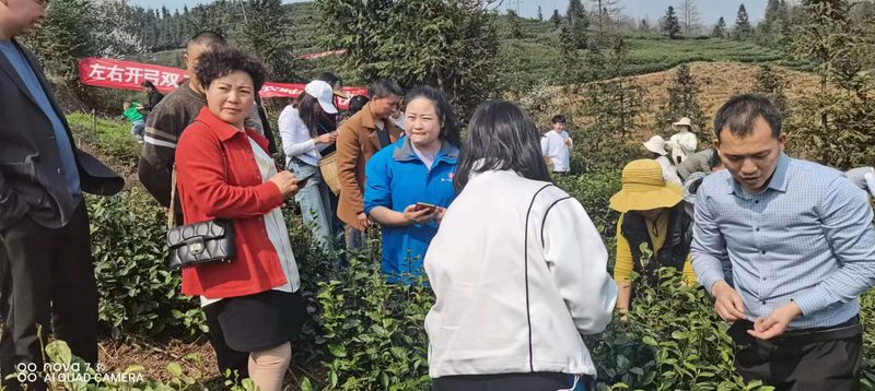 关于2023年贵州茶产业技能培训（贞丰站）举办的信息(7)