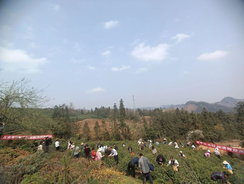 关于2023年贵州茶产业技能培训（贞丰站）举办的信息(9)