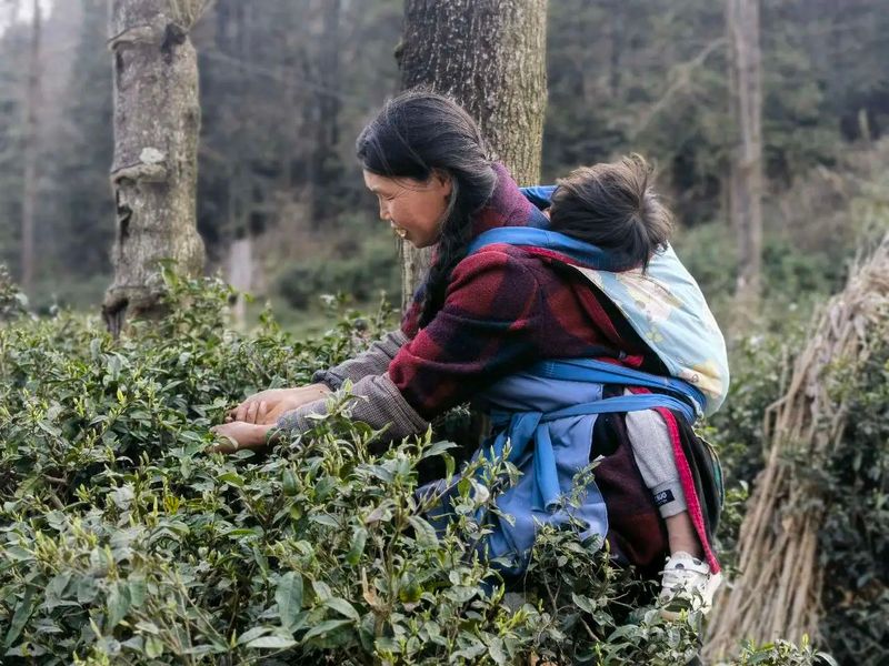 关于2023年贵州茶产业技能培训（贞丰站）举办的信息(11)