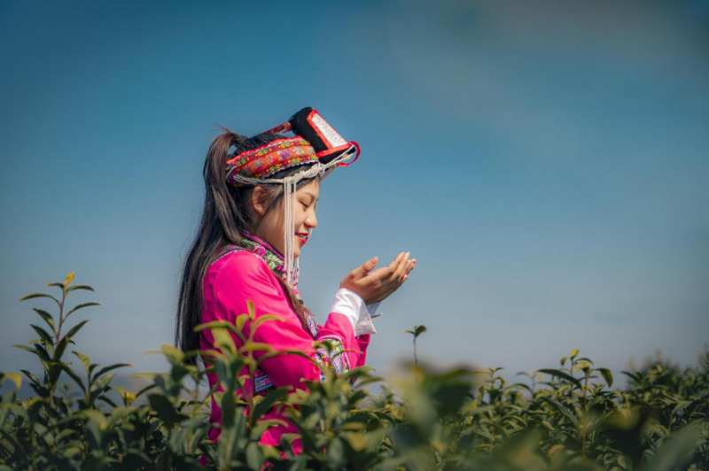 关于长寿之乡浙江文成：这片千亩“天空茶园” 铸就农业共富梦的新闻