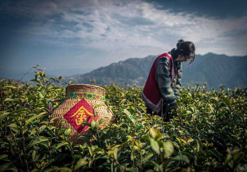 关于长寿之乡浙江文成：这片千亩“天空茶园” 铸就农业共富梦的新闻(3)