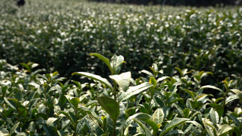 关于长寿之乡浙江文成：这片千亩“天空茶园” 铸就农业共富梦的新闻(6)