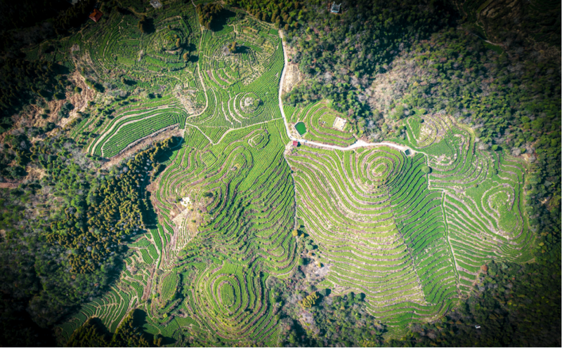 关于长寿之乡浙江文成：这片千亩“天空茶园” 铸就农业共富梦的新闻(8)