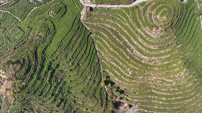 关于长寿之乡浙江文成：这片千亩“天空茶园” 铸就农业共富梦的新闻(5)