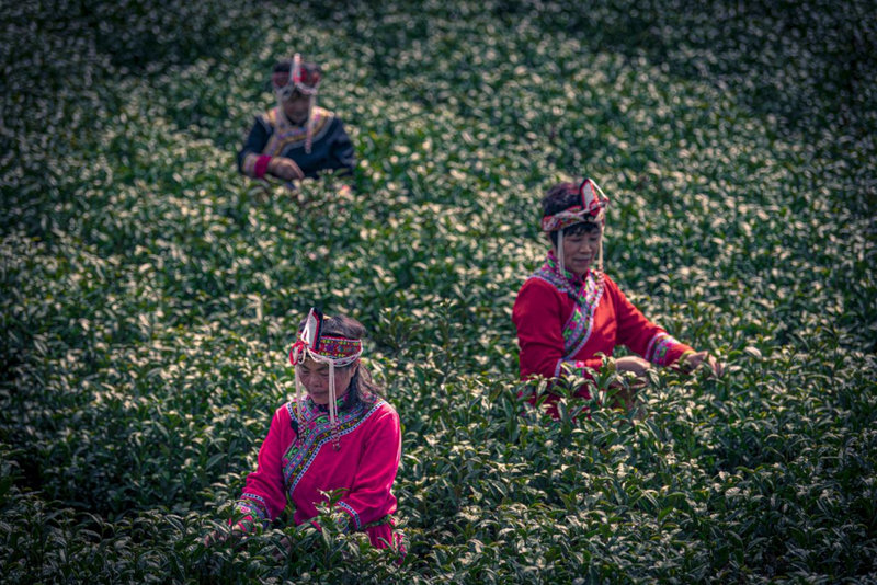 关于长寿之乡浙江文成：这片千亩“天空茶园” 铸就农业共富梦的新闻(12)