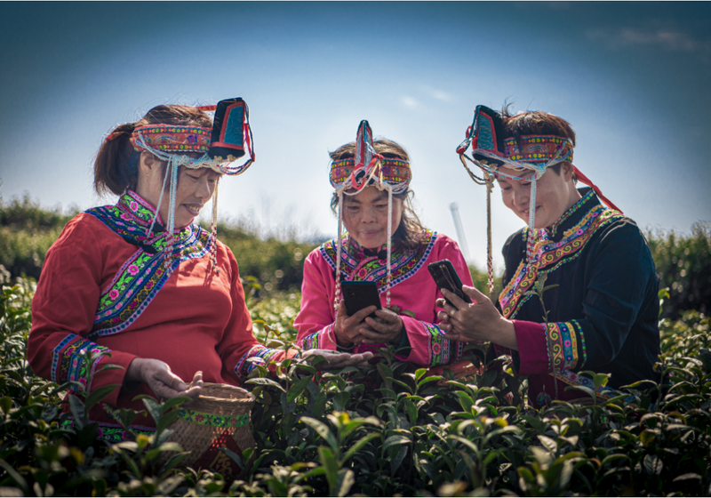 关于长寿之乡浙江文成：这片千亩“天空茶园” 铸就农业共富梦的新闻(4)