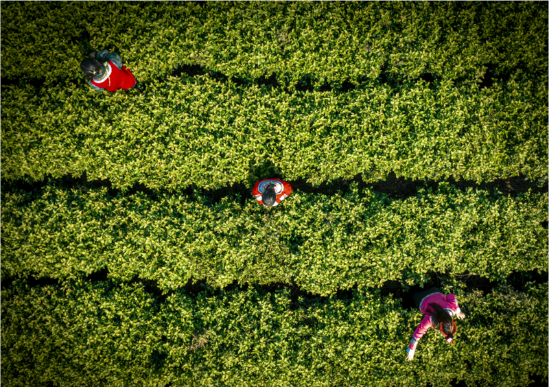 关于长寿之乡浙江文成：这片千亩“天空茶园” 铸就农业共富梦的新闻(13)