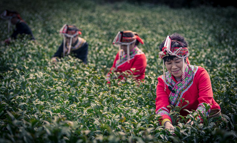 关于长寿之乡浙江文成：这片千亩“天空茶园” 铸就农业共富梦的新闻(1)