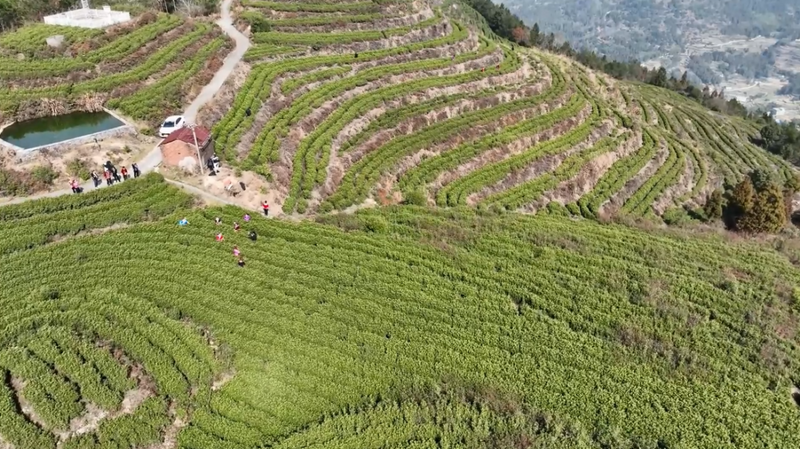 关于长寿之乡浙江文成：这片千亩“天空茶园” 铸就农业共富梦的新闻(7)