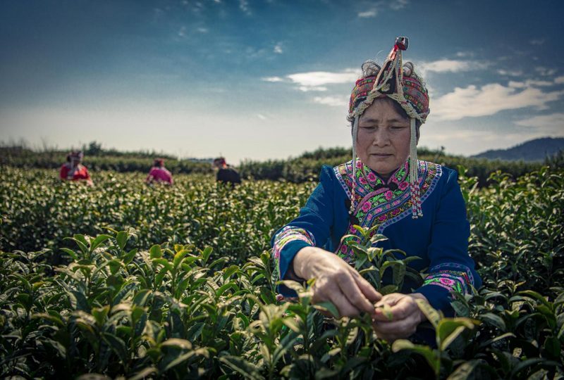 关于长寿之乡浙江文成：这片千亩“天空茶园” 铸就农业共富梦的新闻(2)