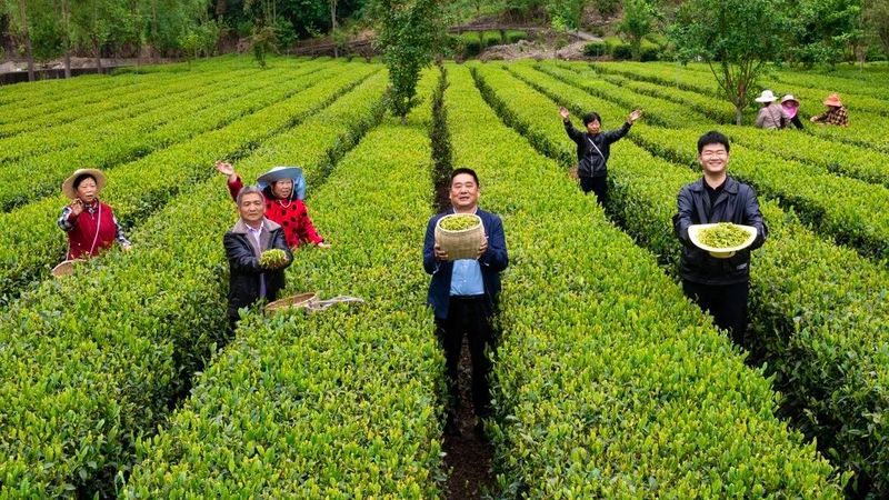 有关于汤色清亮 口感鲜香 汉滨春茶抢鲜上市！的相关信息(1)