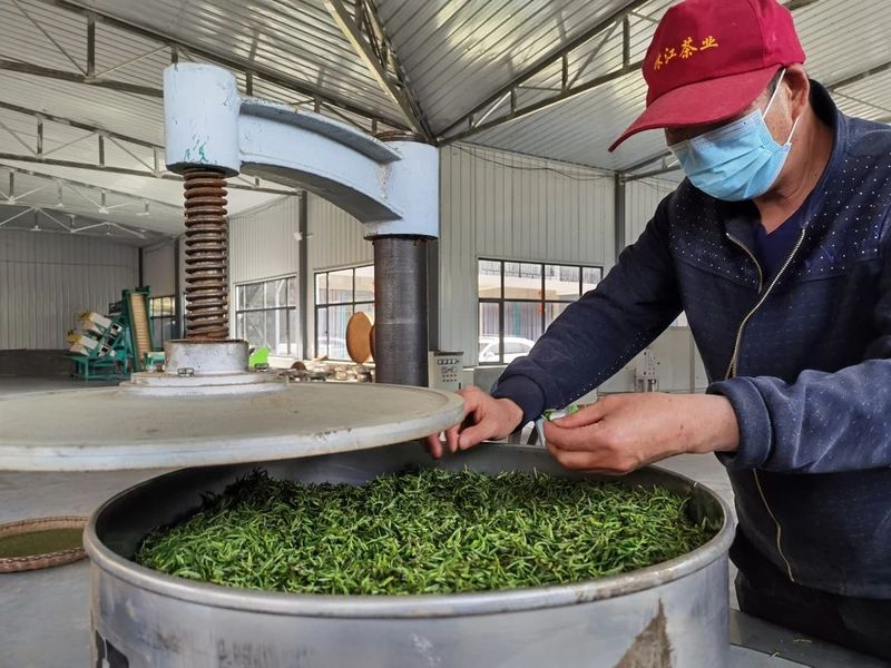 有关于汤色清亮 口感鲜香 汉滨春茶抢鲜上市！的相关信息(2)