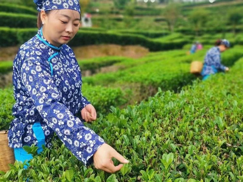 有关于汤色清亮 口感鲜香 汉滨春茶抢鲜上市！的相关信息